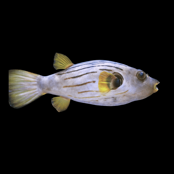 Striped Dogface Pufferfish Arothron Manilensis - Real Aquatics