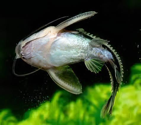 Striped Dora Raphael Catfish Platydoras Armatulus 5cm - Real Aquatics