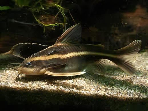 Striped Dora Raphael Catfish Platydoras Armatulus 5cm - Real Aquatics