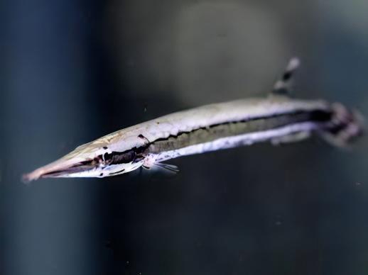 Striped Gar Boulengerella Lateristriga 10cm - Real Aquatics