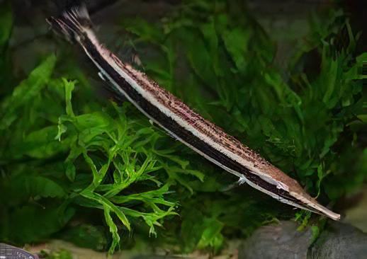 Striped Gar Boulengerella Lateristriga 10cm - Real Aquatics