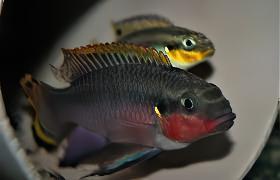 Striped Kribensis Cichlid Pelvicachromis Taeniatus 4cm - Real Aquatics