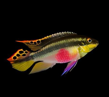 Striped Kribensis Cichlid Pelvicachromis Taeniatus 4cm - Real Aquatics