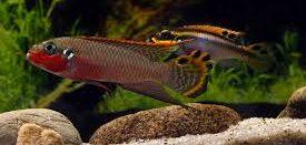 Striped Kribensis Cichlid Pelvicachromis Taeniatus 4cm - Real Aquatics