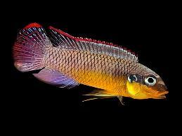 Striped Kribensis Cichlid Pelvicachromis Taeniatus 4cm - Real Aquatics