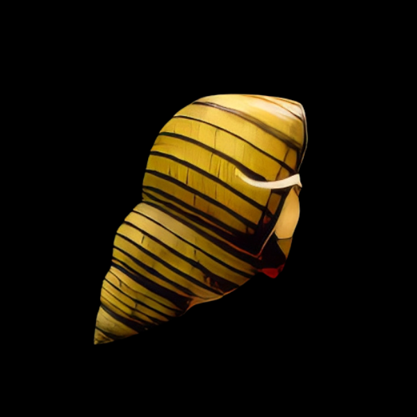 Striped Wizard Snail Filopaludina Sp 2cm - Real Aquatics