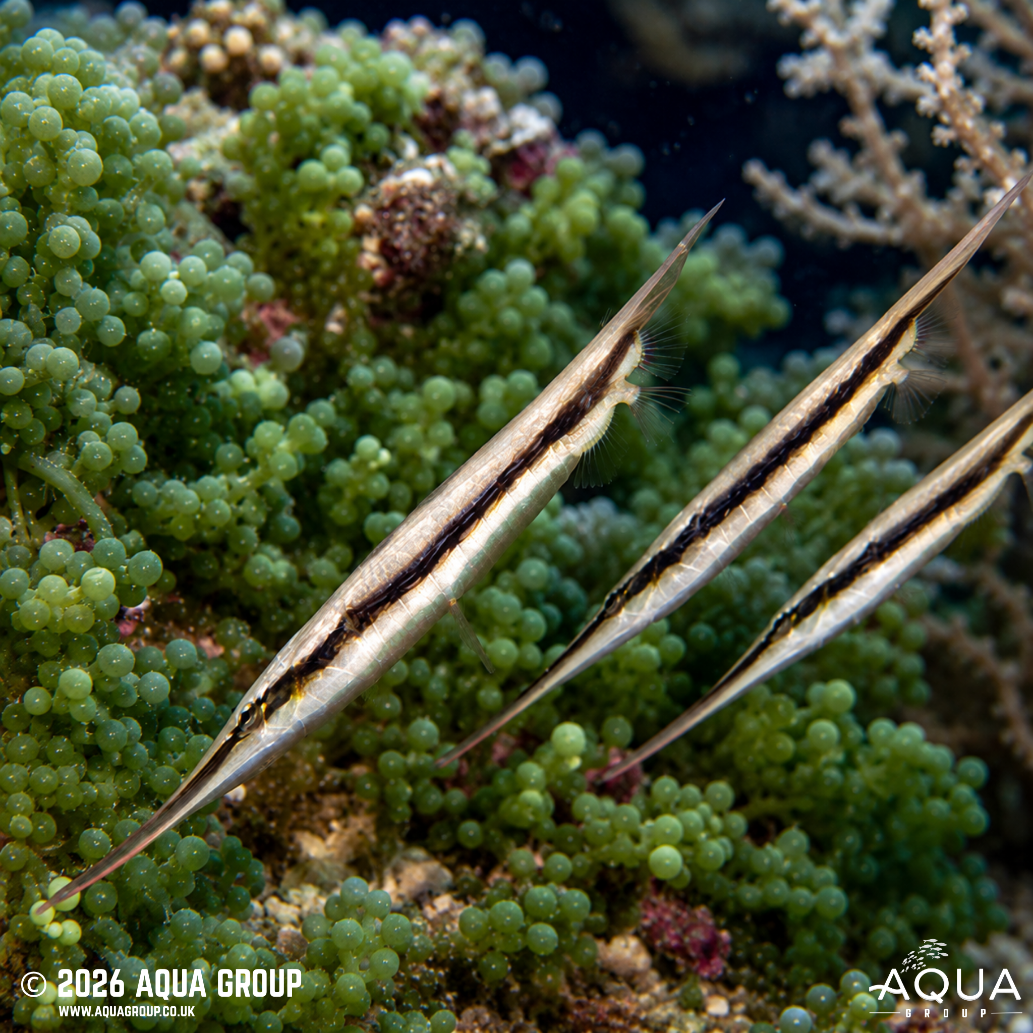 Striped Shrimpfish (Aeoliscus strigatus)