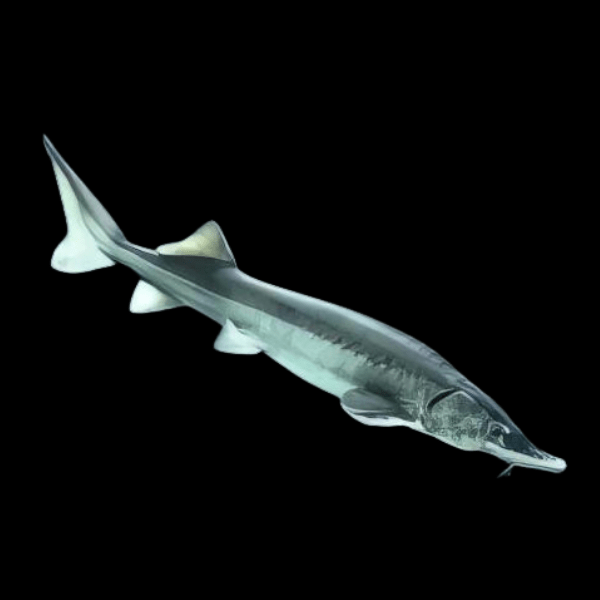 Sturgeon Acipenser Baeri (Siberian) 50cm - Real Aquatics
