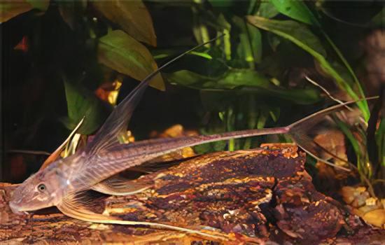 Sturgeon Armoured Catfish Lamontichthys Filamentosus 10cm - Real Aquatics