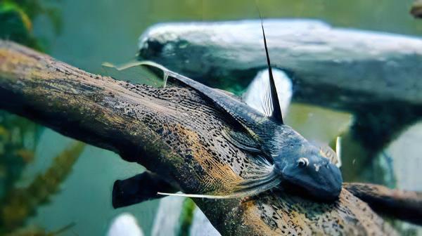 Sturgeon Armoured Catfish Lamontichthys Filamentosus 10cm - Real Aquatics