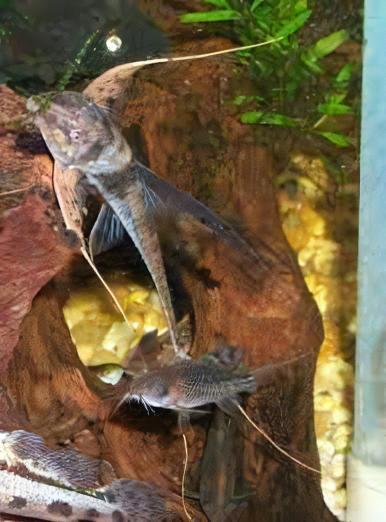 Sturgeon Armoured Catfish Lamontichthys Filamentosus 10cm - Real Aquatics
