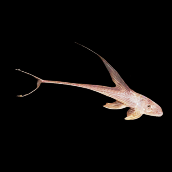 Sturgeon Armoured Catfish Lamontichthys Filamentosus 10cm - Real Aquatics