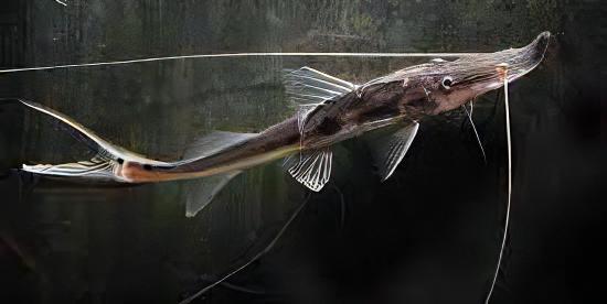 Sturgeon Catfish Platystomatichthys Sturio 15cm - Real Aquatics