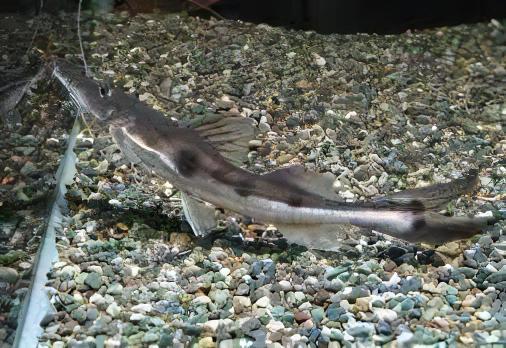 Sturgeon Catfish Platystomatichthys Sturio 15cm - Real Aquatics