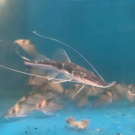 Sturgeon Catfish Platystomatichthys Sturio 15cm - Real Aquatics