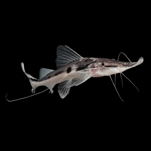 Sturgeon Catfish Platystomatichthys Sturio 15cm - Real Aquatics