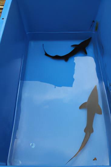 Sturgeon Acipenser Baeri (Siberian) 50cm - Real Aquatics