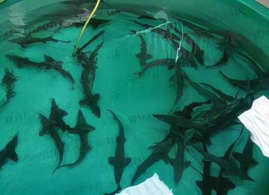 Sturgeon Acipenser Baeri (Siberian) 20cm - Real Aquatics