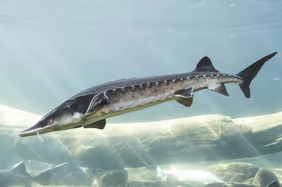 Sturgeon Acipenser Baeri (Siberian) 50cm - Real Aquatics