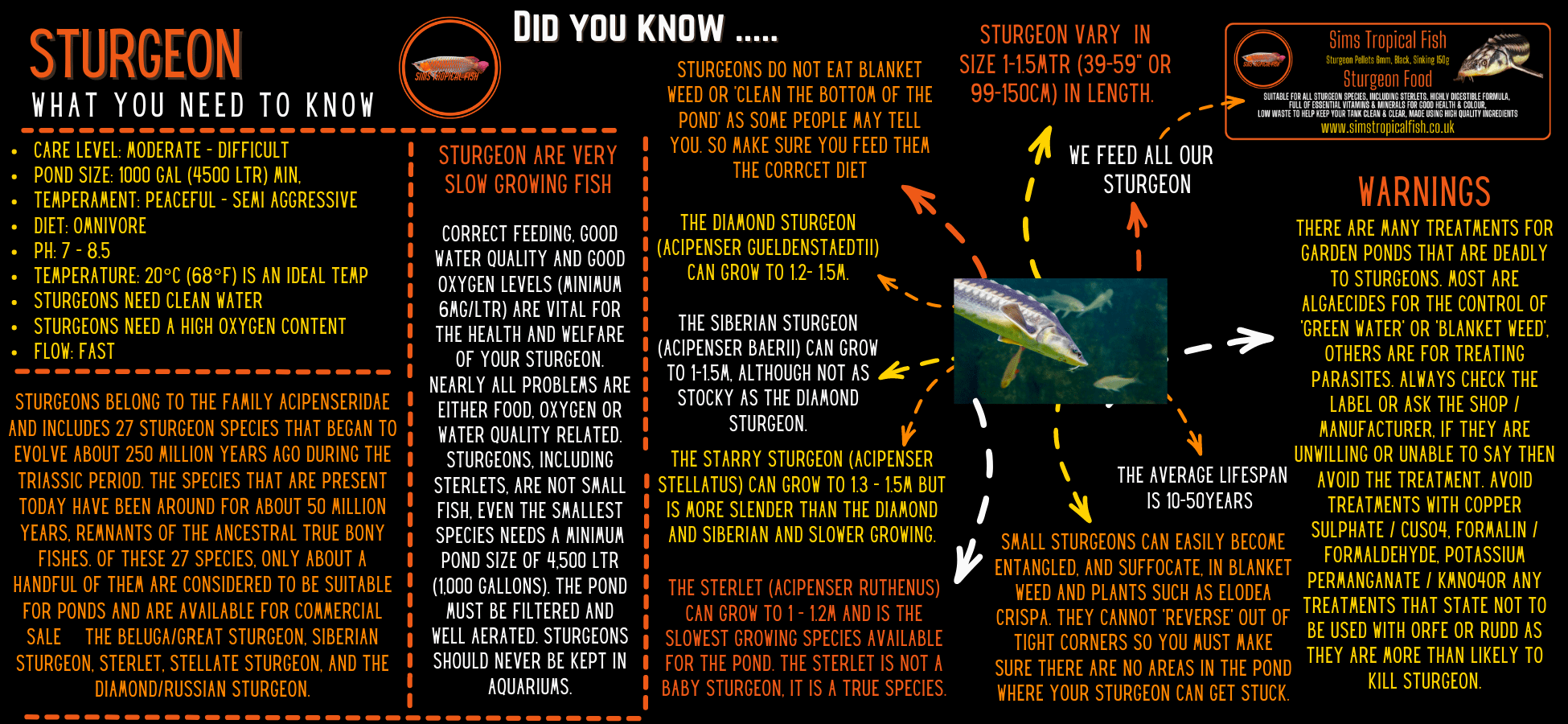 Albino Golden Sterlet Acipenser Ruthenus 50cm - Real Aquatics