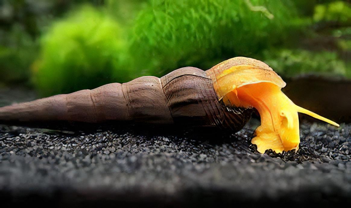 Rabbit Snail Tylomelania 5cm - Real Aquatics