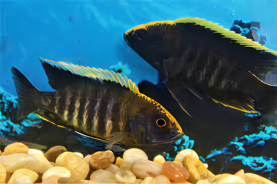 Aulonocara Maylandi Sulfur Head Peacock Malawi African Cichlid