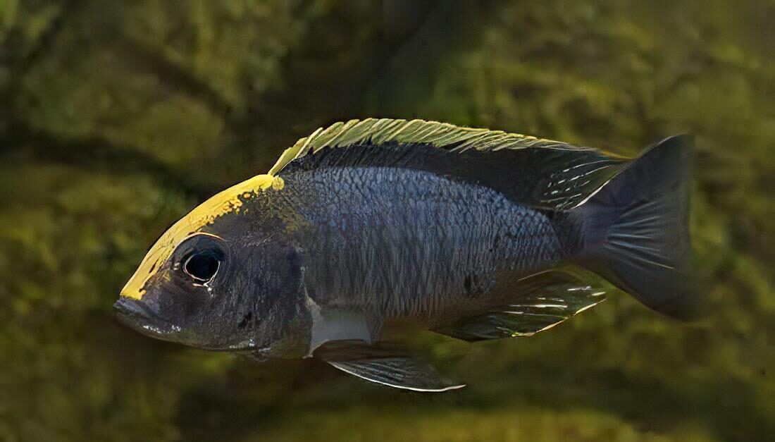 Aulonocara Maylandi Sulfur Head Peacock Malawi African Cichlid