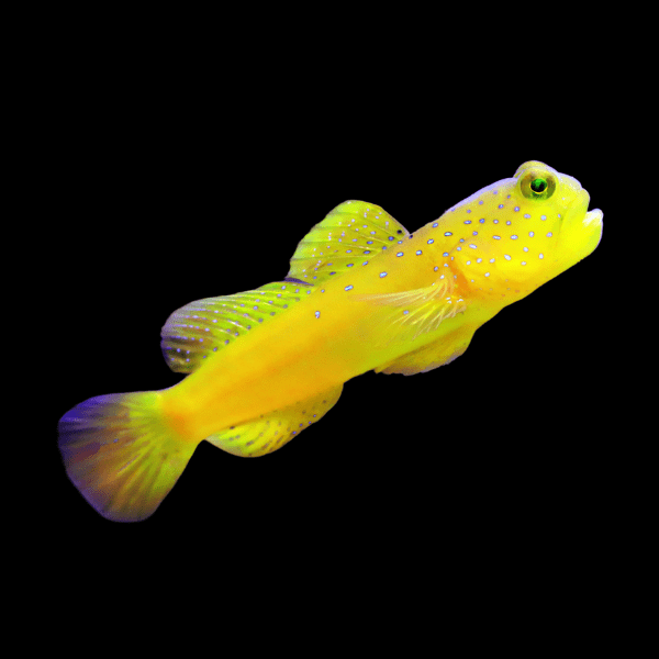 Sulphur Goby Cryptocentrus Cinctus - Real Aquatics