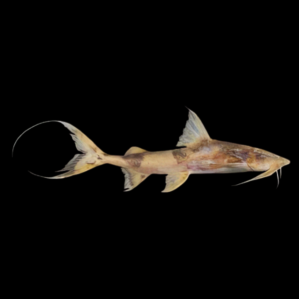 Sumatran Devil Goonch Catfish Bagarius Lica 20cm - Real Aquatics