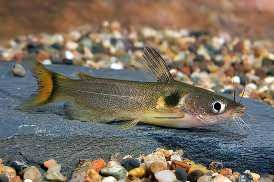 Sun Catfish Horabagrus Brachysoma 5cm - Real Aquatics