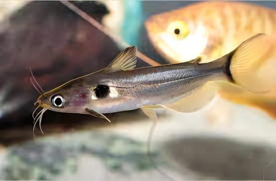 Sun Catfish Horabagrus Brachysoma 5cm - Real Aquatics