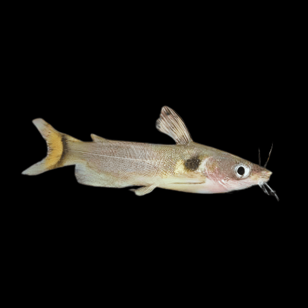Sun Catfish Horabagrus Brachysoma 5cm - Real Aquatics