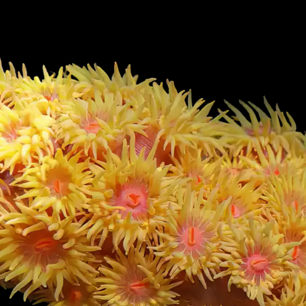 Sun Hard Coral Tubastrea Sp - Real Aquatics