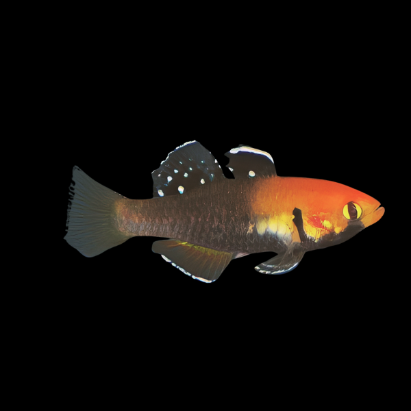 Sunburst Carp Gudgeon Hypseleotris Cyprinoides 3cm - Real Aquatics