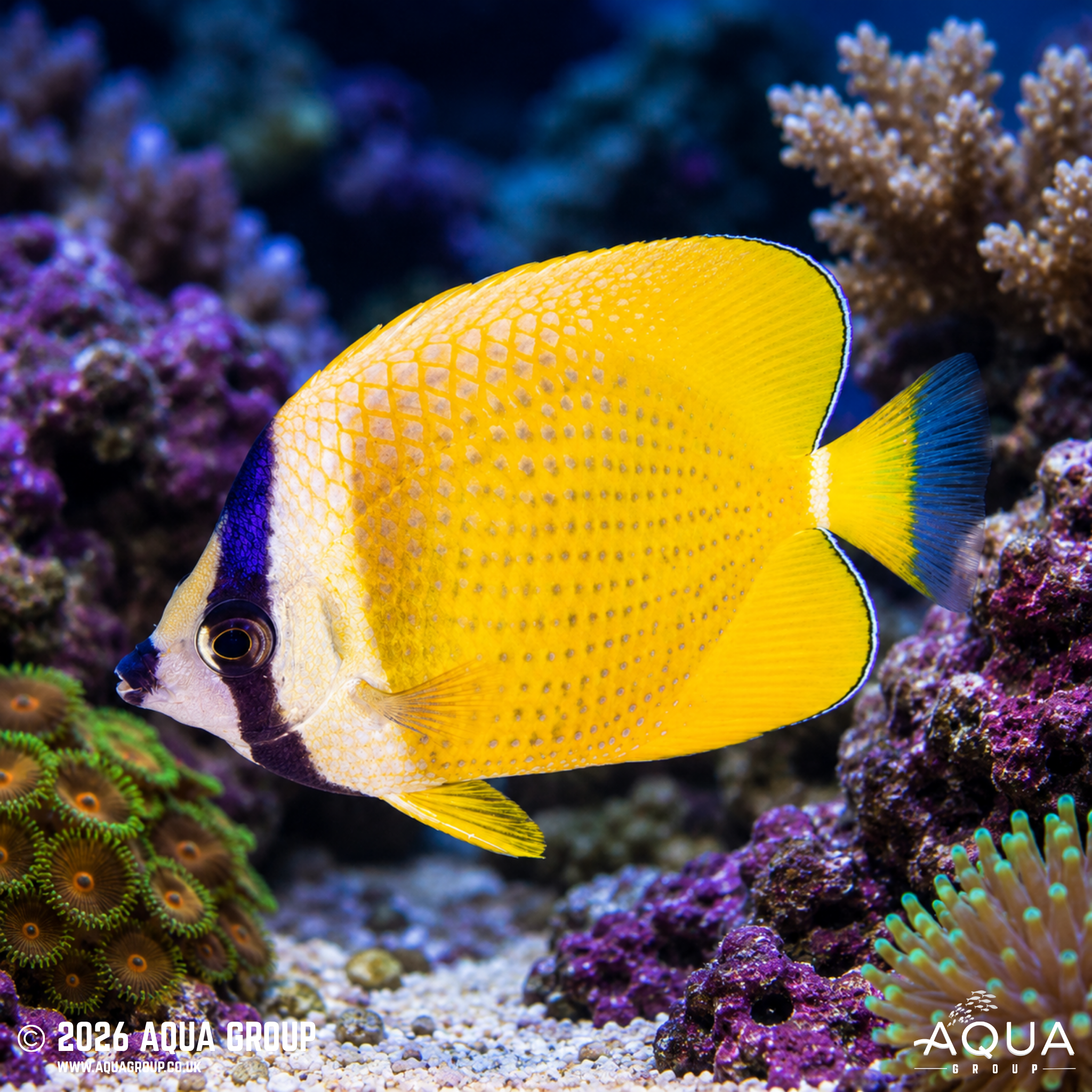 Klein's Butterflyfish (Chaetodon kleinii)