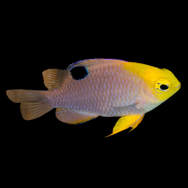 Sunface Damsel Chrysiptera Talboti - Real Aquatics