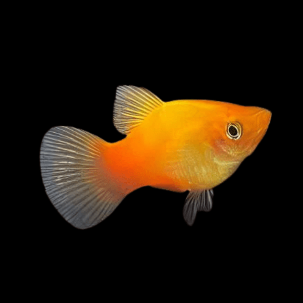 Sunset Platy Xiphophorus Maculatus 3cm - Real Aquatics