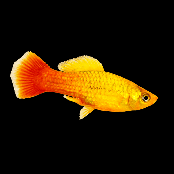 Sunset Wag Platy Xiphophorus Maculatus 3cm - Real Aquatics