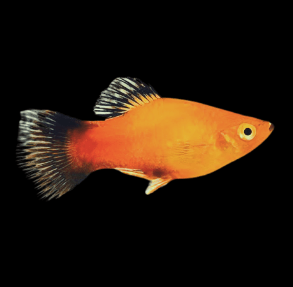 Gold Wag Platy Xiphophorus Maculatus 3cm - Real Aquatics