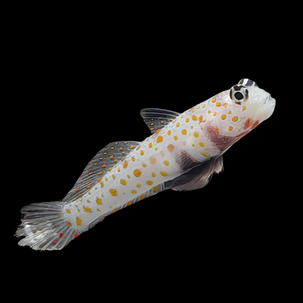Sunspot Goby Amblyeleotris Guttata - Real Aquatics