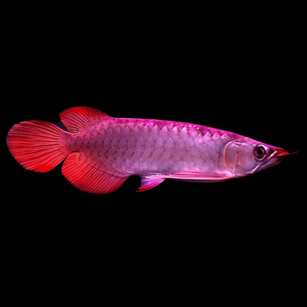 Super Blood Red Arowana Scleropages Formosus 20cm - Real Aquatics