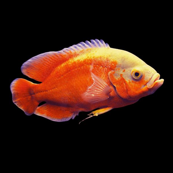 Super Red Albino Oscar High Grade Astronotus Ocellatus 12cm - Real Aquatics