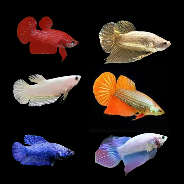 Super Delta Betta Assorted Female 3cm - Real Aquatics
