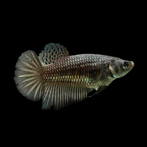 Super Delta Betta Female Copper 3cm - Real Aquatics