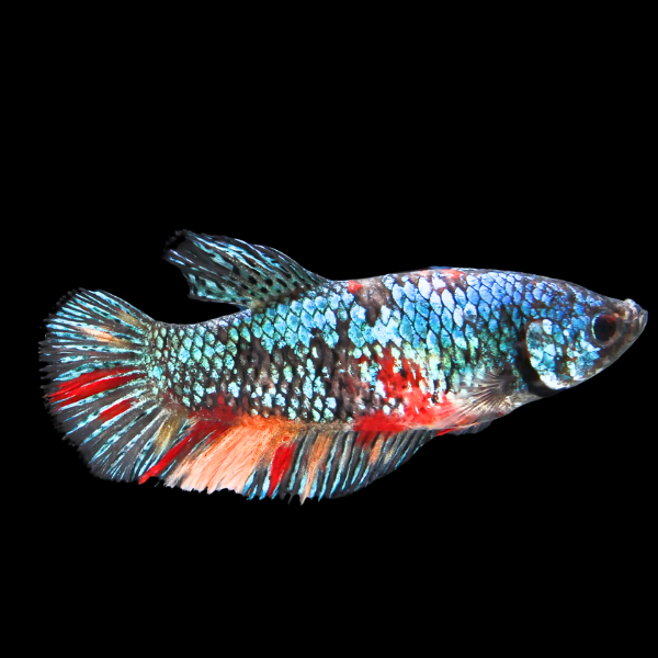 Super Delta Betta Female Tri Colour 3cm - Real Aquatics