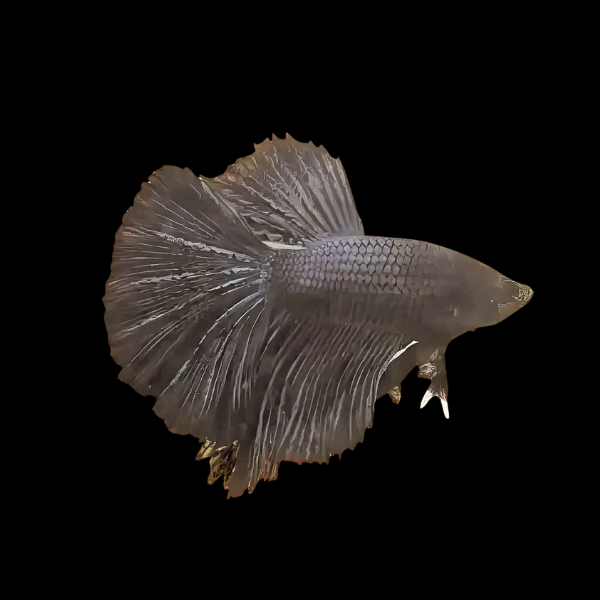 Super Delta Betta Male Black 3cm - Real Aquatics