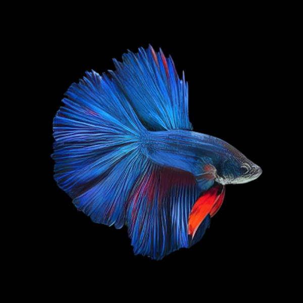 Super Delta Betta Male Blue 3cm - Real Aquatics