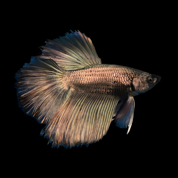 Super Delta Betta Male Copper 3cm - Real Aquatics