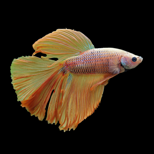 Super Delta Betta Male Orange Base 3cm - Real Aquatics