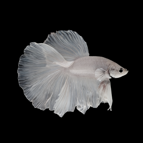 Super Delta Betta Male Platinum 3cm - Real Aquatics